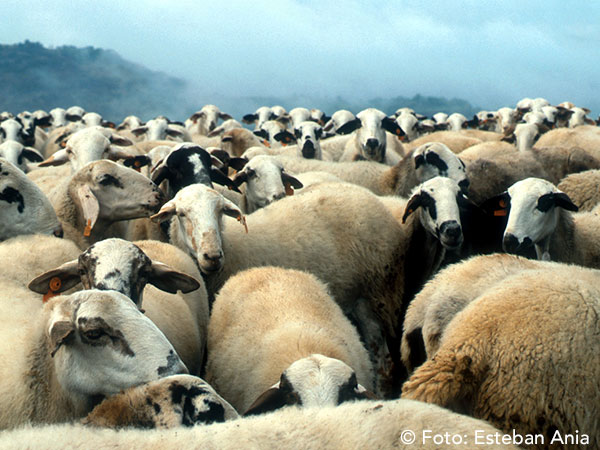 Desde principios de los años 90, la metodología LEADER reconoce a los habitantes del medio rural el protagonismo y la iniciativa para el desarrollo de su propio territorio, propiciando con los proyectos e iniciativas se implanten “de abajo a arriba”. Desde principios de los años 90, la metodología LEADER reconoce a los habitantes del medio rural el protagonismo y la iniciativa para el desarrollo de su propio territorio, propiciando con los proyectos e iniciativas se implanten “de abajo a arriba”.